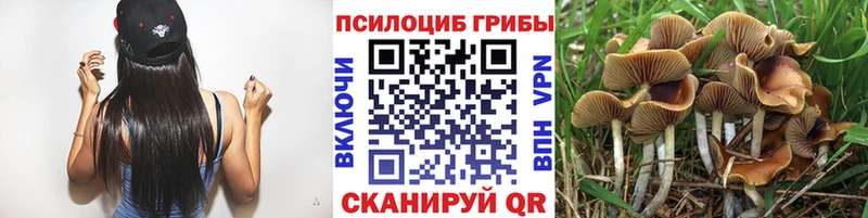 Псилоцибиновые грибы Cubensis Кудымкар